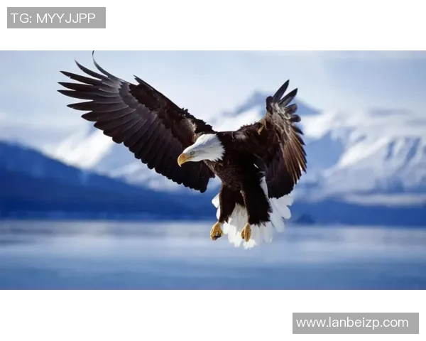 《飞翔于天空之巅的老鹰：自然界中的猎手与王者》